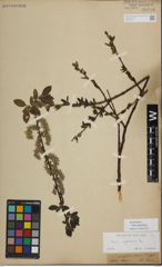 Foto von Salix myrsinifolia Salisb.